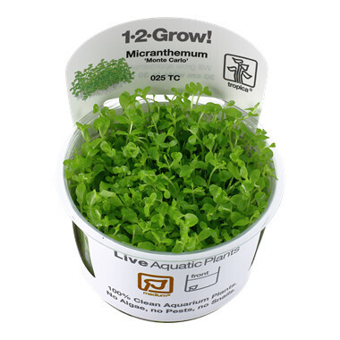 Micranthemum Tweediei  'Monte Carlo' - 1-2-Grow (Tropica)