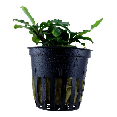 Bucephalandra Pygmaea  'Wavy Green' - Potted (Tropica)