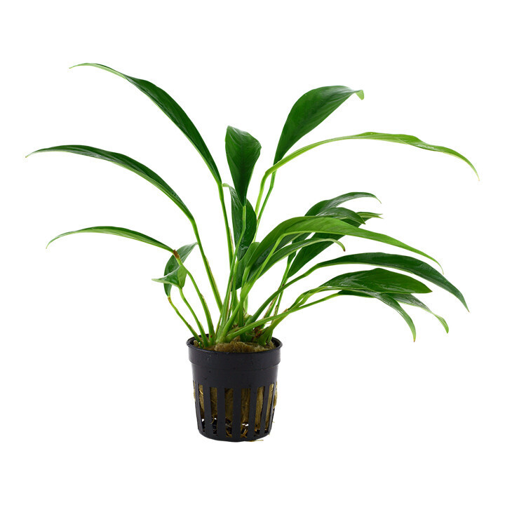 Anubias Barteri Angustifolia - Potted (Tropica)