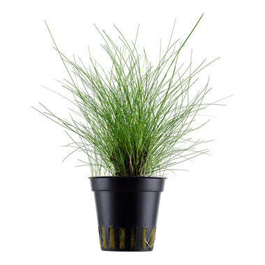 Eleocharis Parvula - Potted (Tropica)
