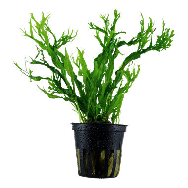 Microsorum pteropus 'Windeløv' - Potted (Tropica)