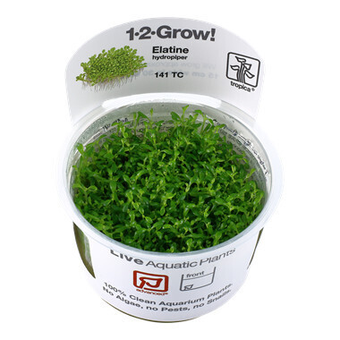 Elatine Hydropiper - 1-2-Grow (Tropica)