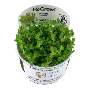 Rotala Indica 'Bonsai' - 1-2-Grow  (Tropica)
