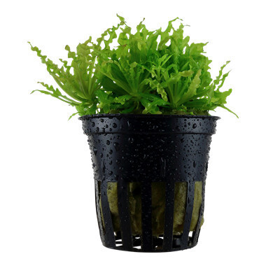 Pogostemon Helferi - Potted (Tropica)