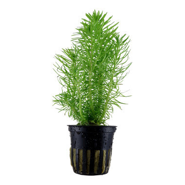 Pogostemon Erectus - Potted (Tropica)