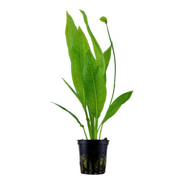 Echinodorus 'Bleherae' - Potted (Tropica)