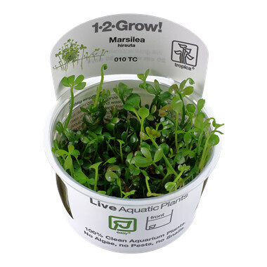 Marsilea Hirsuta  - 1-2-Grow (Tropica)