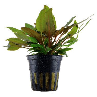 Cryptocoryne Wendtii Tropica - Potted - (Tropica)