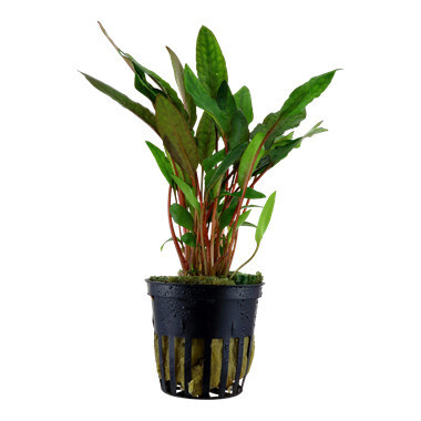 Cryptocoryne Beckettii 'Petchii' - Potted (Tropica)