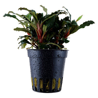 Bucephalandra 'Red' - Potted (Tropica)