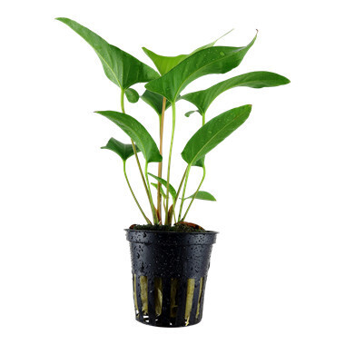 Anubias Gracilis - Potted (Tropica)