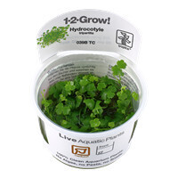Hydrocotyle Tripartita - 1-2-Grow (Tropica)