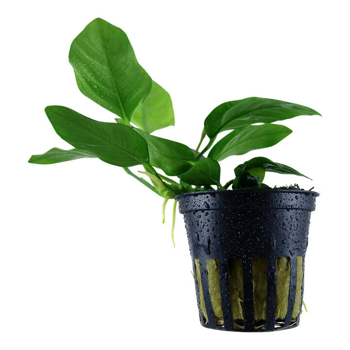 Anubias Barteri  vari. Nana - Potted (Tropica)