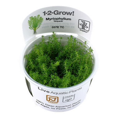 Myriophyllum 'Guyana' - 1-2-Grow  (Tropica)