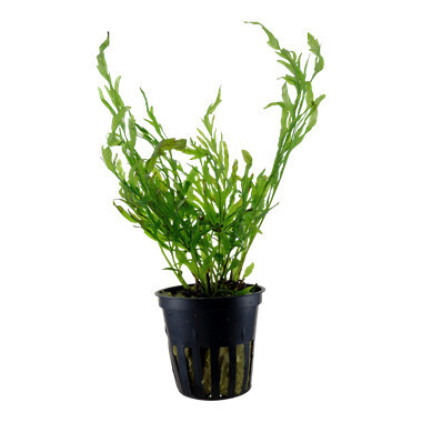 Bolbitis Heudelotii - Potted (Tropica)