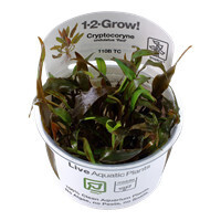 Cryptocoryne Undulatus 'Red'-1-2-Grow  (Tropica)