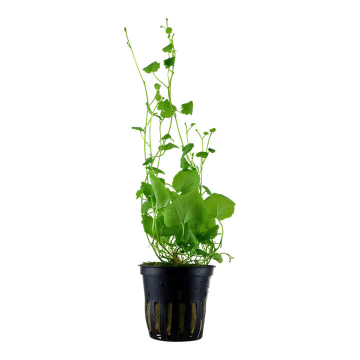 Cardamine lyrata- Potted - Tropica