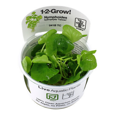 Nymphoides Hydrophylla 'Taiwan' - 1-2-Grow  (Tropica)