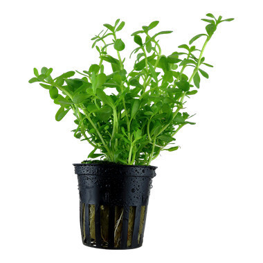 Bacopa Monnieri 'Compact' - Potted (Tropica)