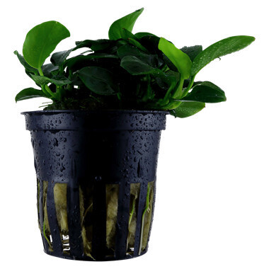 Anubias Barteri  'Petite' Potted  - (Tropica)