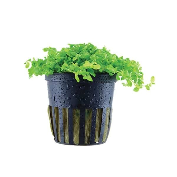 Micranthemum Tweediei 'Monte Carlo' -   Potted  (Tropica)
