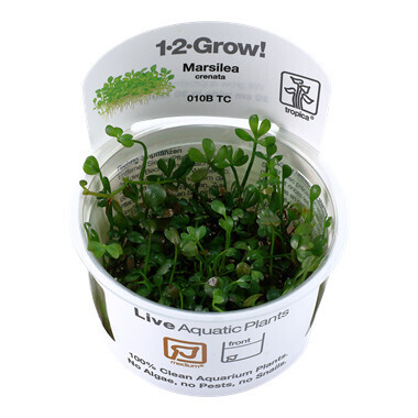 Marsilea Crenata - 1-2-Grow  (Tropica)