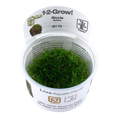 Riccia Fluitans - 1-2-Grow  (Tropica)