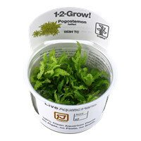 Pogostemon Helferi - 1-2-Grow  (Tropica)
