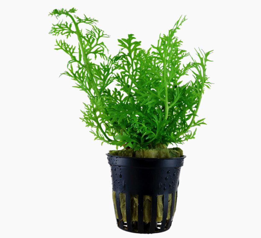 Ceratopteris Thalictroides  - Potted (Tropica)