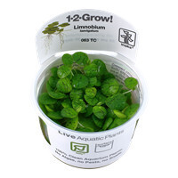 Limnobium laevigatum - 1-2 Grow (Tropica)