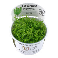 Pogostemon Erectus - 1-2-Grow (Tropica)