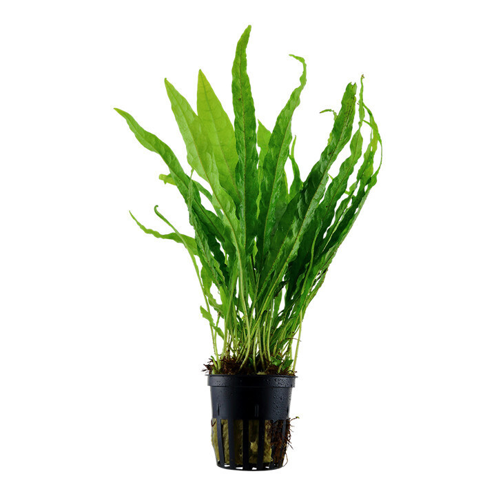 Microsorum pteropus - Potted (Tropica)