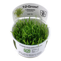 Lilaeopsis Brasiliensis - 1-2-Grow (Tropica)