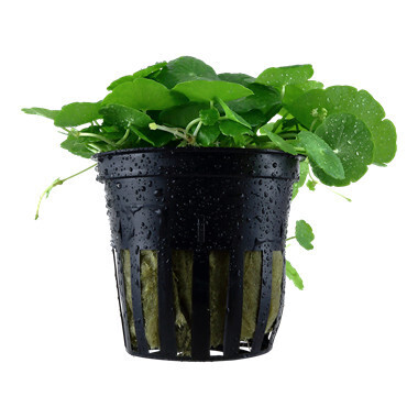 Hydrocotyle Verticillata- Potted (Tropica)