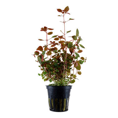 Ludwigia Palustris - Potted (Tropica)
