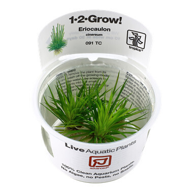 Eriocaulon Cinereum - 1-2-Grow  ( Tropica)