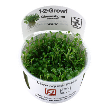 Glossostigma Elatinoides - 1-2-Grow  (Tropica)
