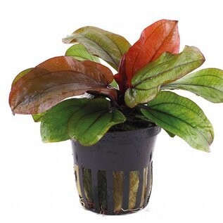 Echinodorus 'Reni' - Potted (Tropica)