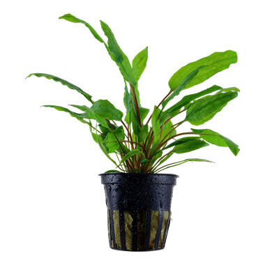 Cryptocoryne Wendtii  'Green' - Potted (Tropica)