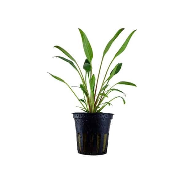 Cryptocoryne  x Willisii - Potted (Tropica)