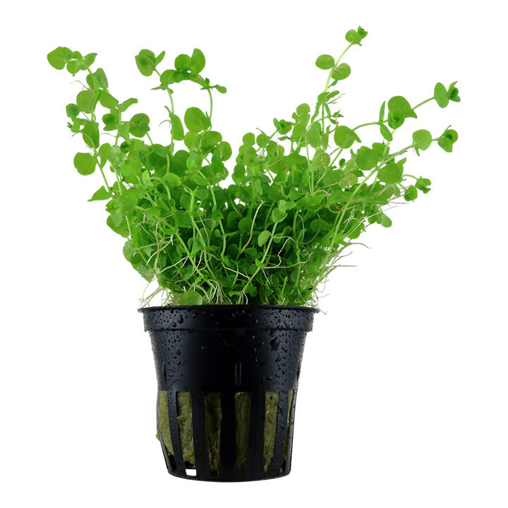 Micranthemum Umbrosum Potted - Tropica