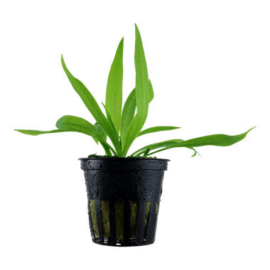 Helanthium Bolivianum  'Quadricostatus' - Potted - (Tropica)