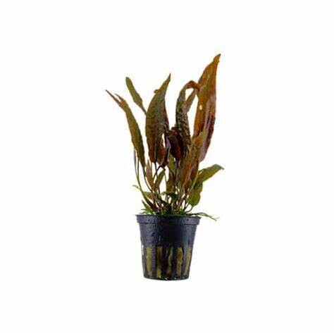 Cryptocoryne Usteriana - Potted (Tropica)