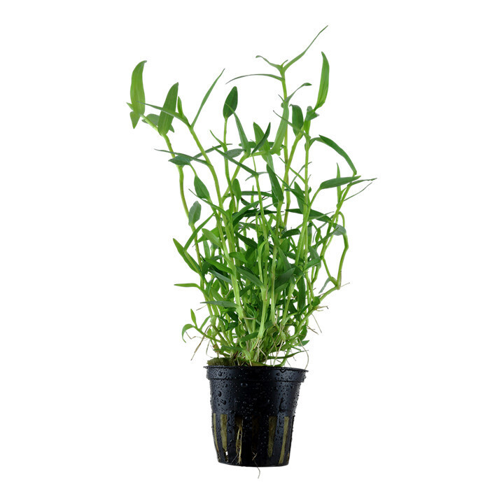 Murdannia Keisak - Potted - (Tropica)