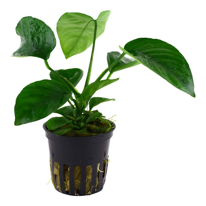 Anubias Barteri Caladiifolia - Potted (Tropica)
