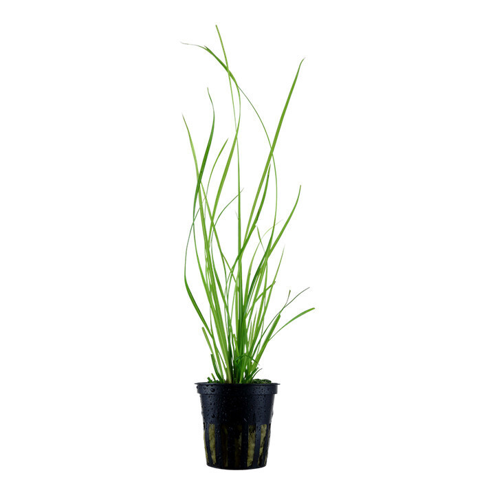 Cyperus Helferi Potted - Tropica