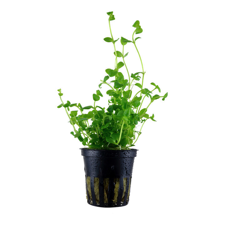 Bacopa Australis - Potted (Tropica)