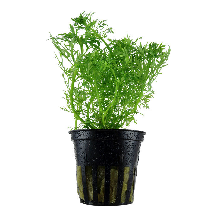 Limnophila Aquatica - Potted (Tropica)
