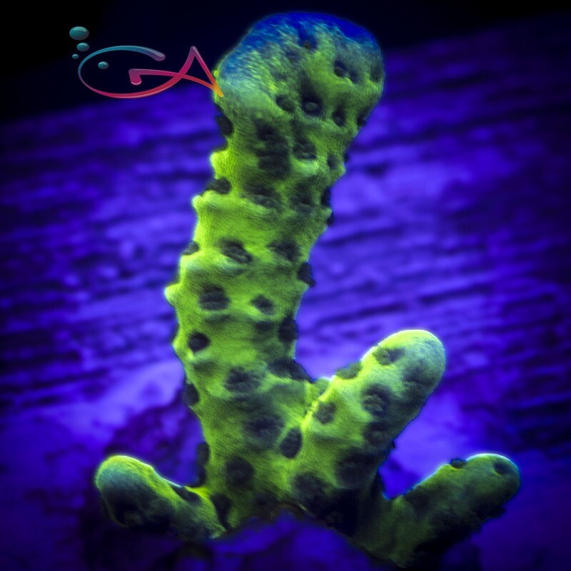 Coral - Frag - Montipora Spongodes