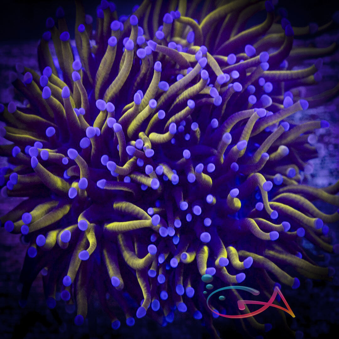 Coral - Frag - Euphyllia Torch - Gold Dust